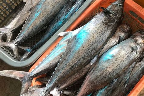 Foto Update Corona Agustus Ikan Laut Di China Wajib Dites