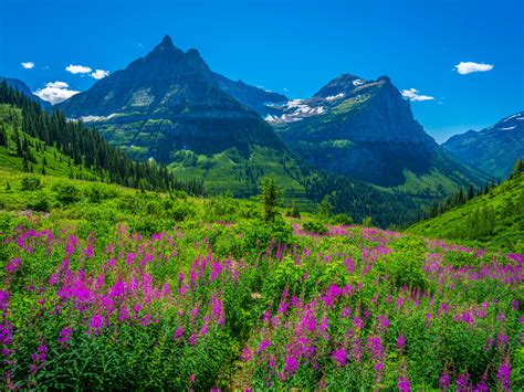 Glacier National Park Wildflowers Lupine Superbloom Fuji Gfx100 Fine