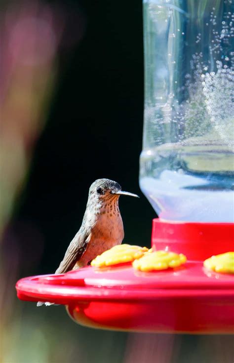 Fill your hummingbird feeders with the sugar water and place outside. Hummingbird Feeder Ratio Sugar Water