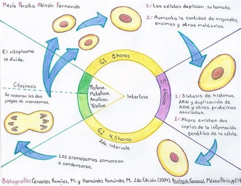 Esquema De Las Distintas Fases Del Ciclo Celular Consejos Celulares