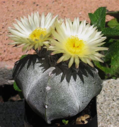 Most cactus encounters aren't quite that harrowing. My Cactus Plants provide Cactus Star Plants for low prices.