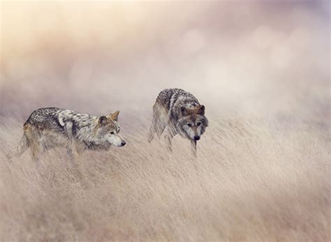Two Wolves - Virtues For Life