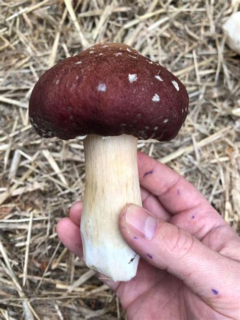 How To Safely Identify Wine Cap Mushrooms Grow Mushrooms Canada