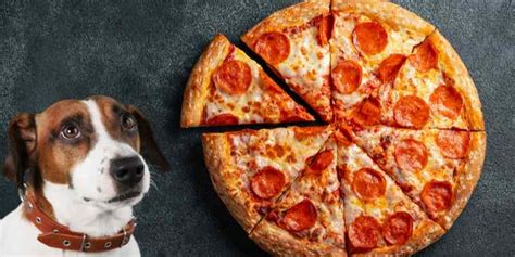 Many pizzas contain onion or garlic in the crust, sauce, or as a topping. Can Dogs Eat Pizza? How about the Crust or Pepperoni Alone?