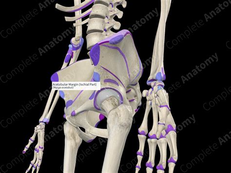 Acetabular Margin Ischial Part Complete Anatomy
