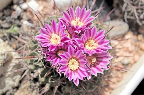 In indoor environments, they usually germinate best when sprinkled on the topmost layer of a tray of moistened cactus soil that's placed on a lightly shaded windowsill with a. How long do cactus live? - Quora