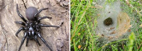That being said, any insect, reptile or other animal known for brown recluse or not, brown widows are still venomous. Deadliest Spiders: Black Widow, Brown Recluse, Funnel Web ...