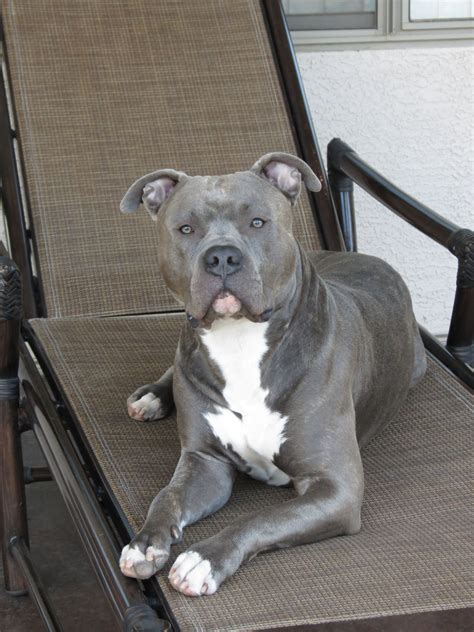 Grey Pitbull Blue Eyes Grey Pitbull Puppies Pitbull Dog Breed Grey