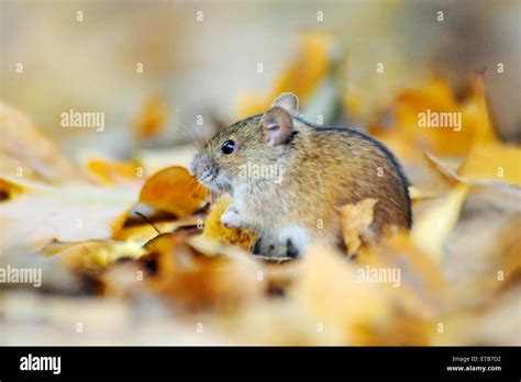 Field Mouse Burrow High Resolution Stock Photography And Images Alamy