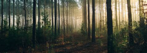 The Meaning And Symbolism Of The Word Forest