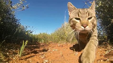 Til That Pet And Feral Cats Kill Two Billion Mostly Native Wildlife