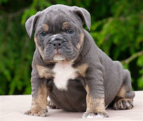 English bulldog puppy. | English bulldog puppy, Cute dogs, Baby puppies