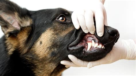 My 17 year old died in 2018 and. Dog Teeth Cleaning Costs And How To Save | Pawlicy Advisor
