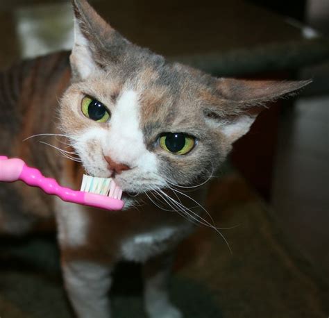 13 Cats Just Brushing Their Teeth I Can Has Cheezburger