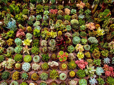 To say succulents are having a moment right now would be an understatement. Browse Succulents by Genus | World of Succulents