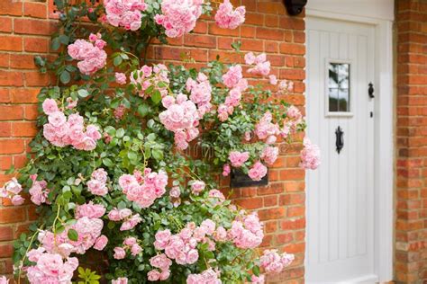 Pink Climbing Rose Growing Outside House In England Uk Stock Image