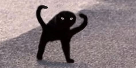 Cursed Cat Angry As Fuk Chó Mèo Lục Lọi Meme Cộng đồng Meme