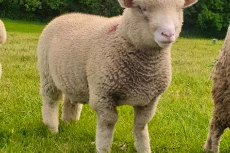 11 Dorset Horn And Poll Dorset Breeding Ewes Sellmylivestock The
