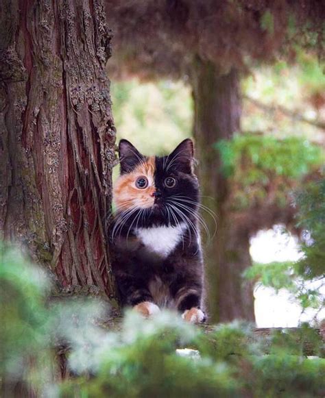 Forest Cat Raww