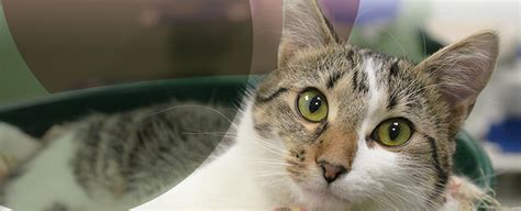 Adopting a cat from sphynx rescue or a shelter. Cat Adoption Centers Near Me - petfinder