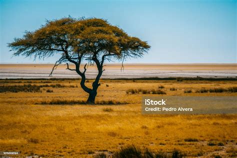 Acacia Tree On African Plain Stock Photo Download Image Now