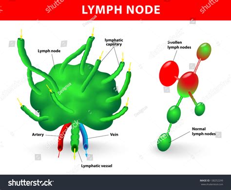 Lymph Node Lymph Gland Schematic Diagram Stock Vector 138252299
