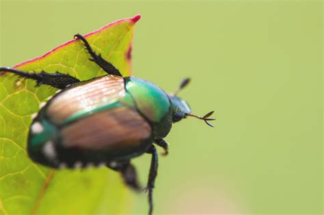 Identify Control And Get Rid Of Japanese Beetles With These Tips From