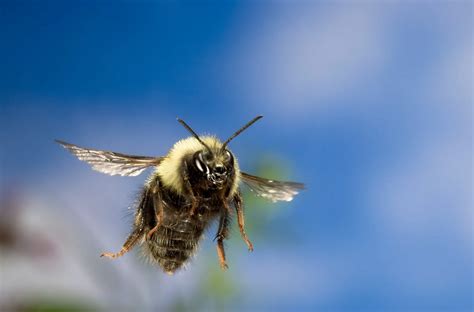 Honey Bees Flying