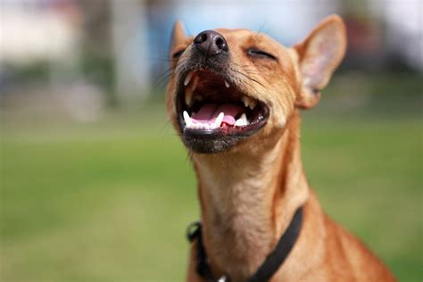 Can Dogs Laugh And Smile Answered By A Veterinarian