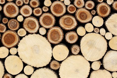 Nature Makes Wood Could A Lab Make It Better Wired