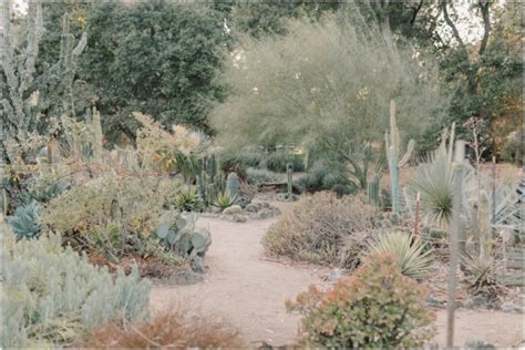 The arizona cactus garden, or, officially, arizona garden, also known as the cactus garden. Stanford Cactus Garden Portrait Session with The Magaña Family