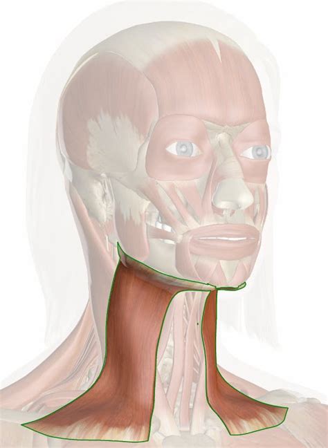 The Platysma Muscle Anatomy And 3d Illustrations