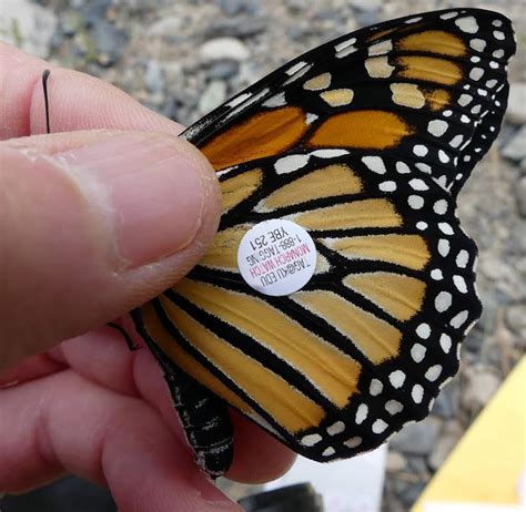 Tracking Endangered Butterflies Article Kids News