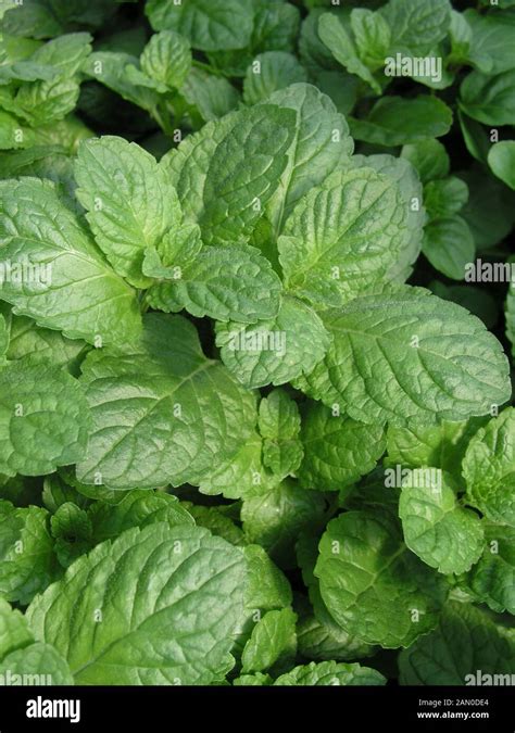 Mentha Citrata Hi Res Stock Photography And Images Alamy