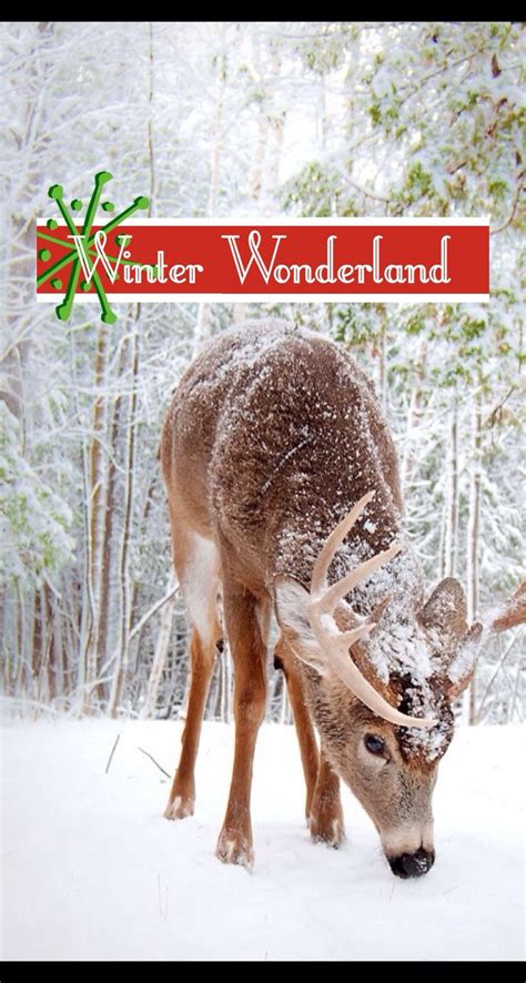 Winter Wonderland Iphone Wallpaper Reindeer Snow Amazing Nature