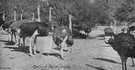 History Adventuring Visiting An Ostrich Farm In Old Time Phoenix