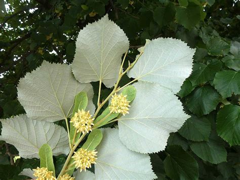 Tilia Tomentosa Periland