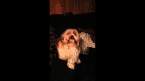 Zoey The Dog Clapping Youtube