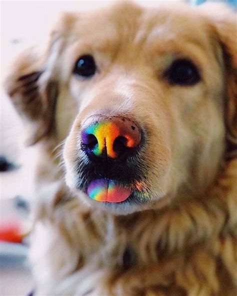 Cute Rainbow Dog Cute Puppy Dog Animal Pets Cute Animals