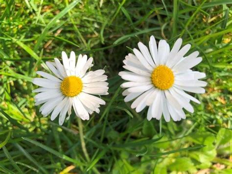 Discovering The Delights 10 Fascinating Facts About Daisies