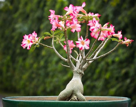 Desert Rose Plant List Of Types With Care Instructions And Pictures