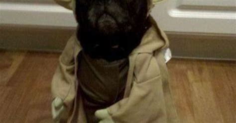 20 Pugs Dressed As Yoda And Darth Vader Dog Funnies And