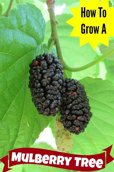 Grow Your Own Mulberry Tree A Wonderful Plant For Your Garden A