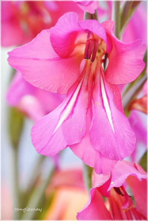 Pink Gladiolus Italicus Gladiola The August Birth Flower Flickr