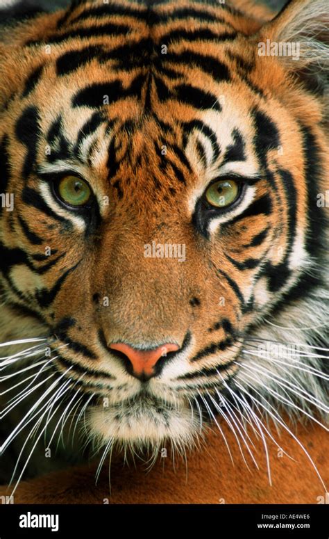 Sumatran Tiger Portrait Panthera Tigris Sumatrae Stock Photo