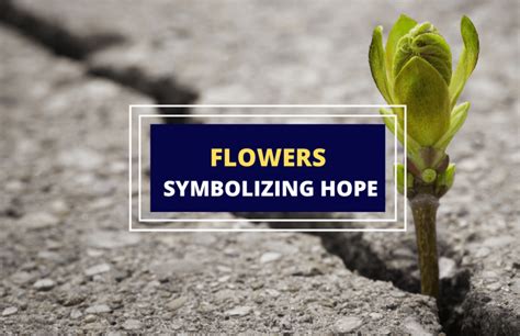 Flowers That Symbolize Hope A List Symbol Sage