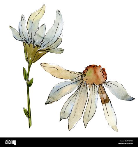 White Daisy Floral Botanical Flower Watercolor Background Illustration