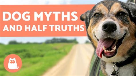 10 Myths And Half Truths About Dogs That Will Surprise You Youtube