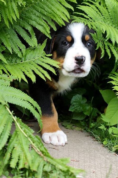 Bernese Puppy Baby Dogs Pet Dogs Pets Pet Pet Baby Animals Funny