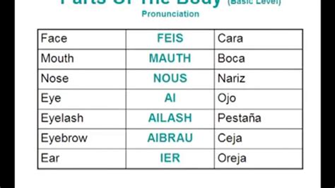 Partes Basicas De Pronunciacion Y Escritura Del Cuerpo De Ingles Al